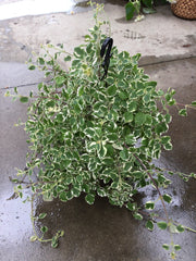 PLECTRANTHUS HANGING BASKETS